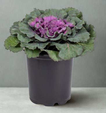 4 in Ornamental Kale