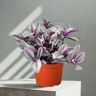 6 in Tradescantia