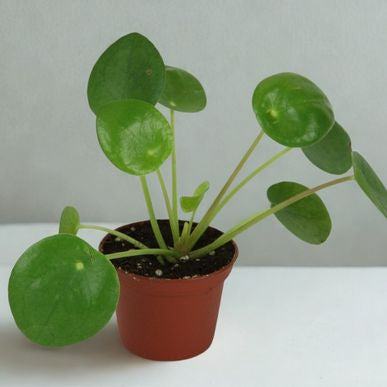 4 in Pilea Peperomioides (Chinese Money Plant)