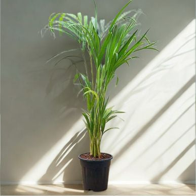 4 in Palm Areca
