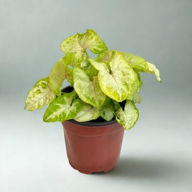 4 in Nephthytis (Arrowhead Plant)