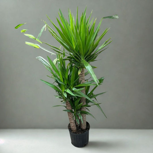 10 in Yucca – 3-2-1 Cane