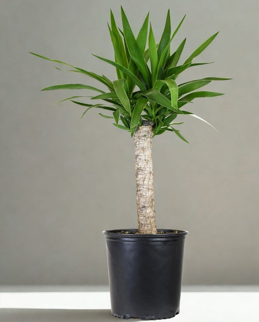 10 in Yucca cane single