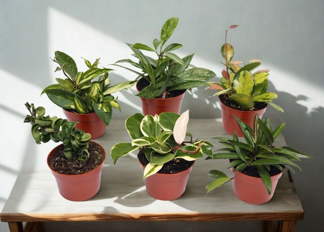 6" Hoya Plant (Wax Plant) – Easy Care Indoor Houseplant