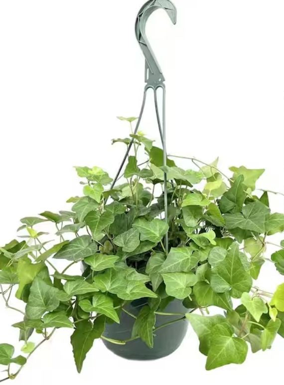 8" Ivy Hanging Basket – Lush Trailing Indoor Plant