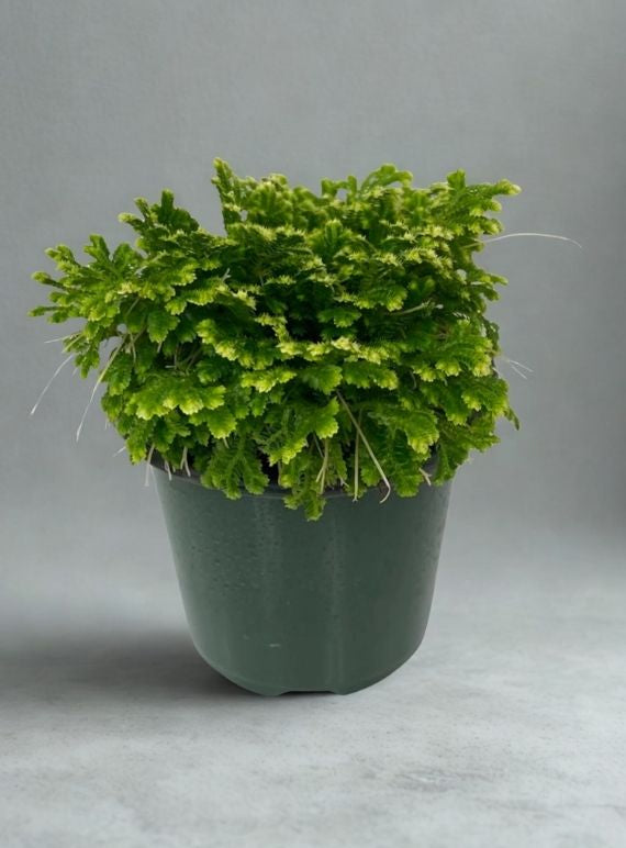 4" Selaginella Assorted – Lush Fern-Like Indoor Plant