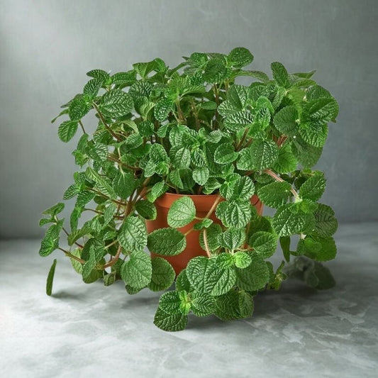 6" Pilea Premium – Chinese Money Plant Indoor Houseplant