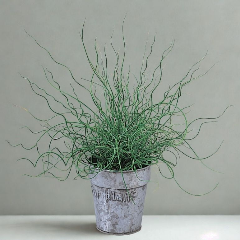 6" Juncus (Corkscrew Rush) – Unique Curly Indoor Plant