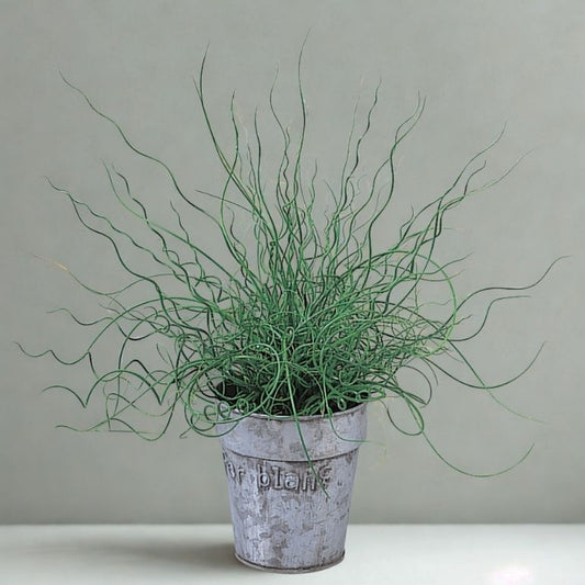 6" Juncus (Corkscrew Rush) – Unique Curly Indoor Plant
