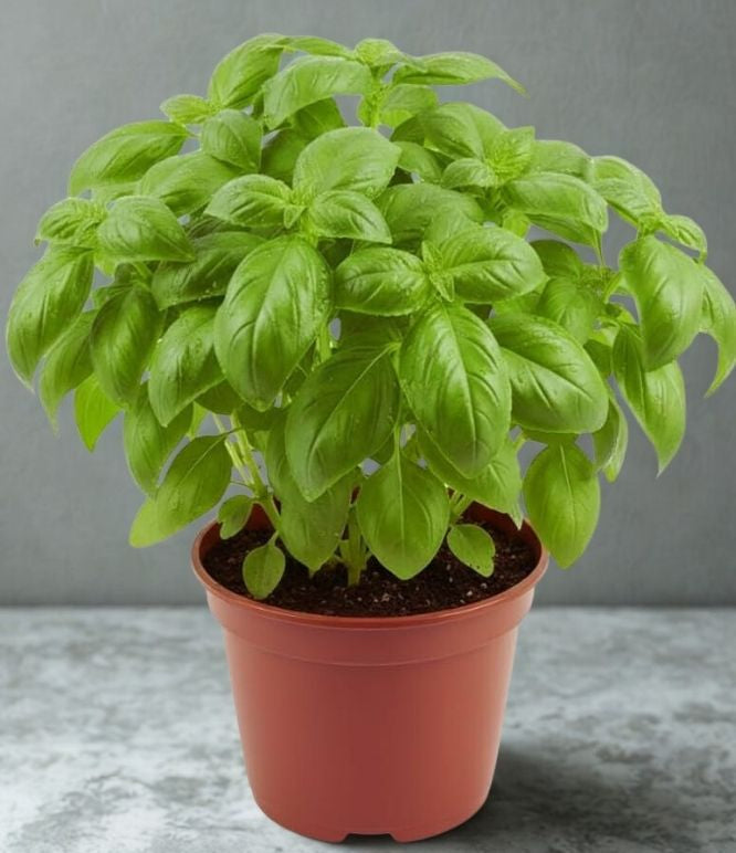 5.5" Basil Herb Plant – Fresh Culinary Herb for Indoor & Outdoor Growing