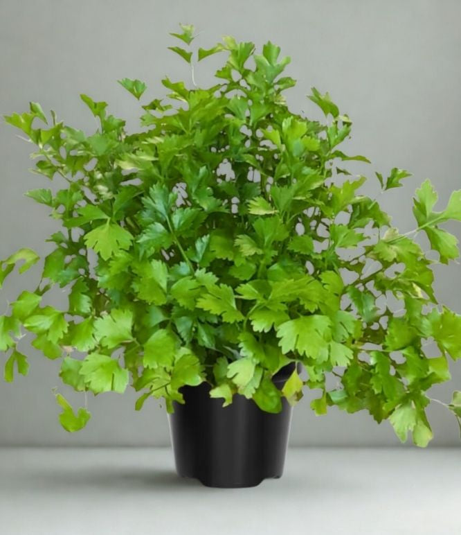 3" Parsley Herb Plant – Fresh Culinary Herb Starter