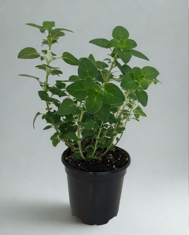 3” Oregano Plant – Fresh Culinary Herb (Origanum vulgare)