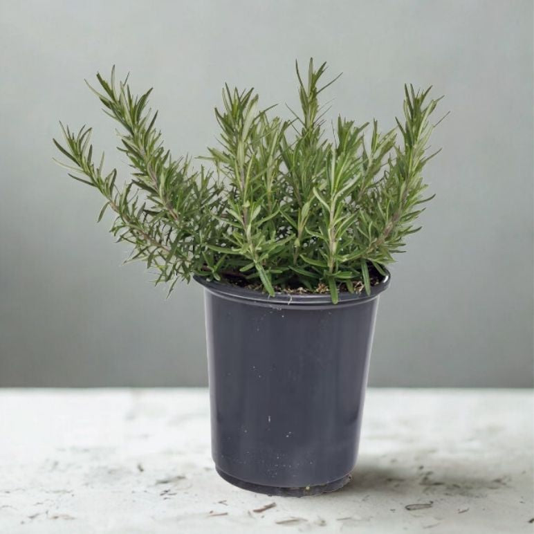 3” Rosemary Plant – Fresh Culinary Herb (Rosmarinus officinalis)