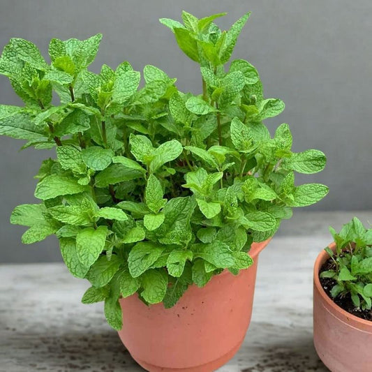 5.5” Mint Plant – Full & Lush Culinary Herb (Mentha spp.)