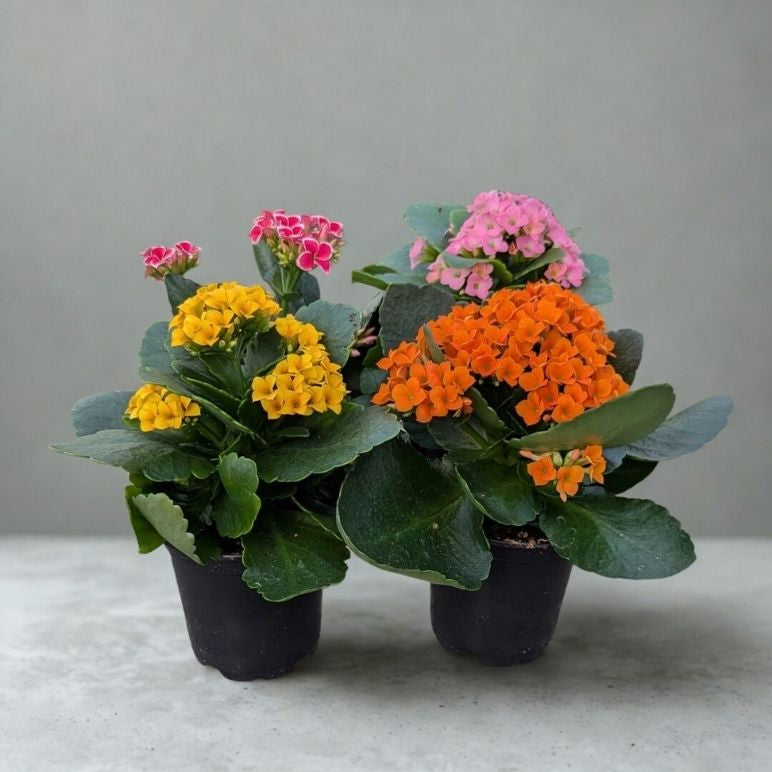 4” Kalanchoe Plant – Flowering Succulent Houseplant (Kalanchoe blossfeldiana)