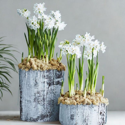 6” Narcissus Paperwhite – Fragrant Blooming Bulb Plant (Narcissus papyraceus)
