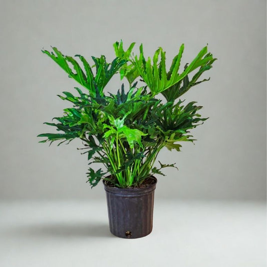 10” Philodendron Hope Selloum – Tropical Statement Houseplant (Thaumatophyllum bipinnatifidum)