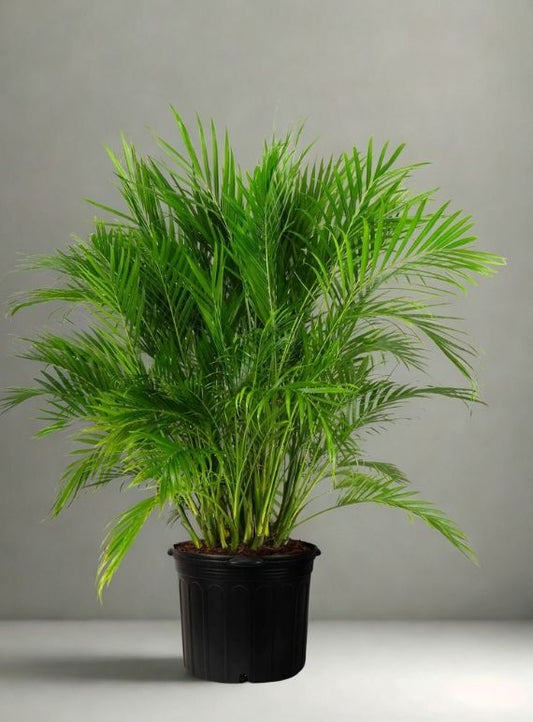 6” Cat Palm (Palm Cataractarum) – Lush Tropical Indoor Palm (Chamaedorea cataractarum)