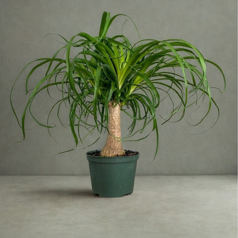 6” Ponytail Palm – Low-Maintenance Indoor Tree (Beaucarnea recurvata)