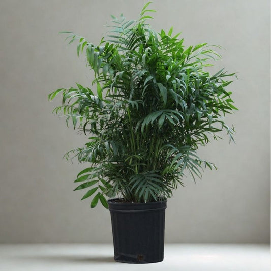 8” Neanthe Bella Palm – Full Parlor Palm Houseplant (Chamaedorea elegans)