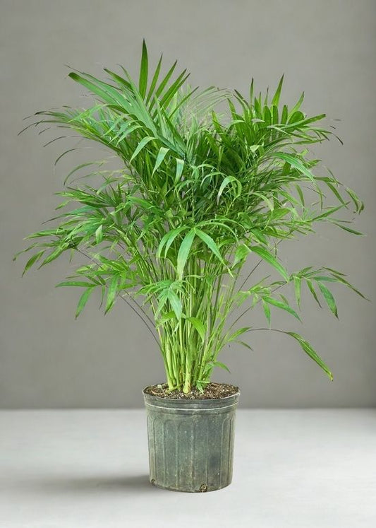 10” Cat Palm (Cataractarum Palm) – Large Tropical Indoor Palm