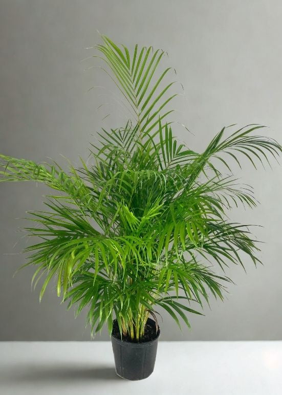 10” Areca Palm – Large Tropical Indoor Palm (Dypsis lutescens)
