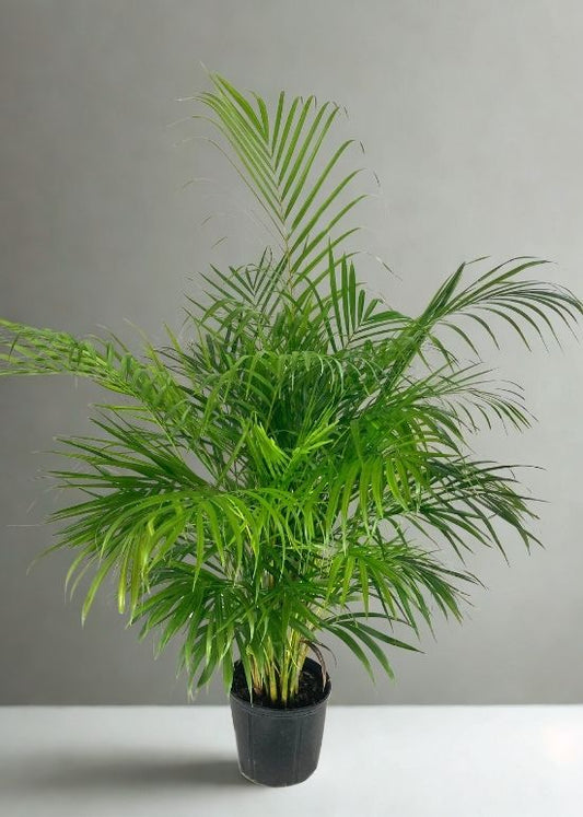 10” Areca Palm – Large Tropical Indoor Palm (Dypsis lutescens)