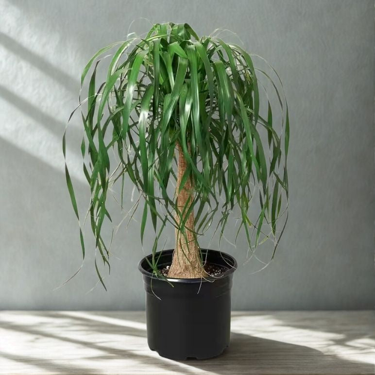 10” Ponytail Palm – Large Statement Indoor Tree (Beaucarnea recurvata)