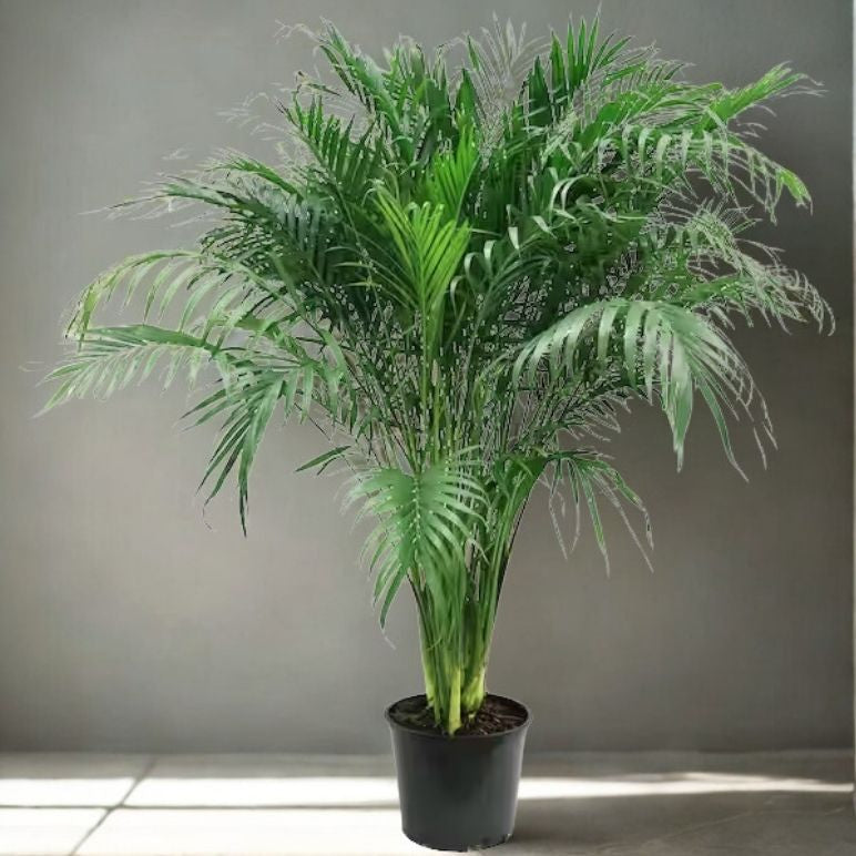 12” Cat Palm (Cataractarum Palm) – Extra Large Tropical Floor Plant (Chamaedorea cataractarum)