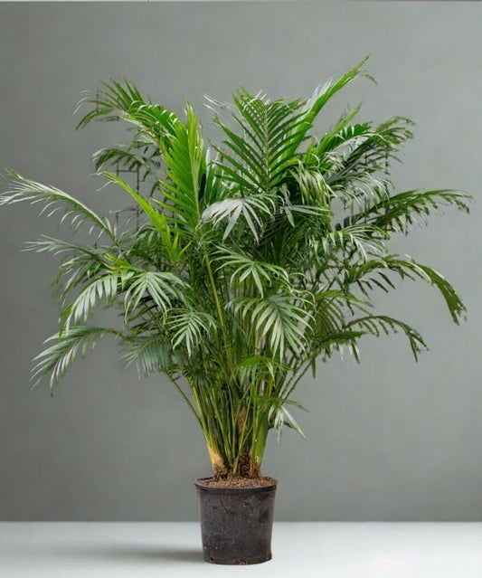 14” Cat Palm (Cataractarum Palm) – Extra Large Tropical Floor Plant (Chamaedorea cataractarum)