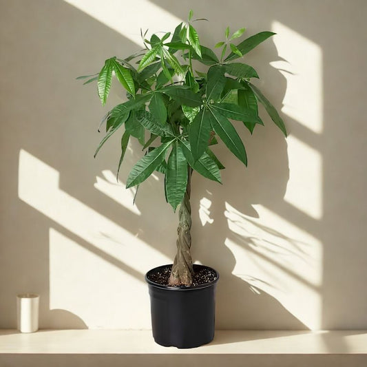 10 in Money Tree