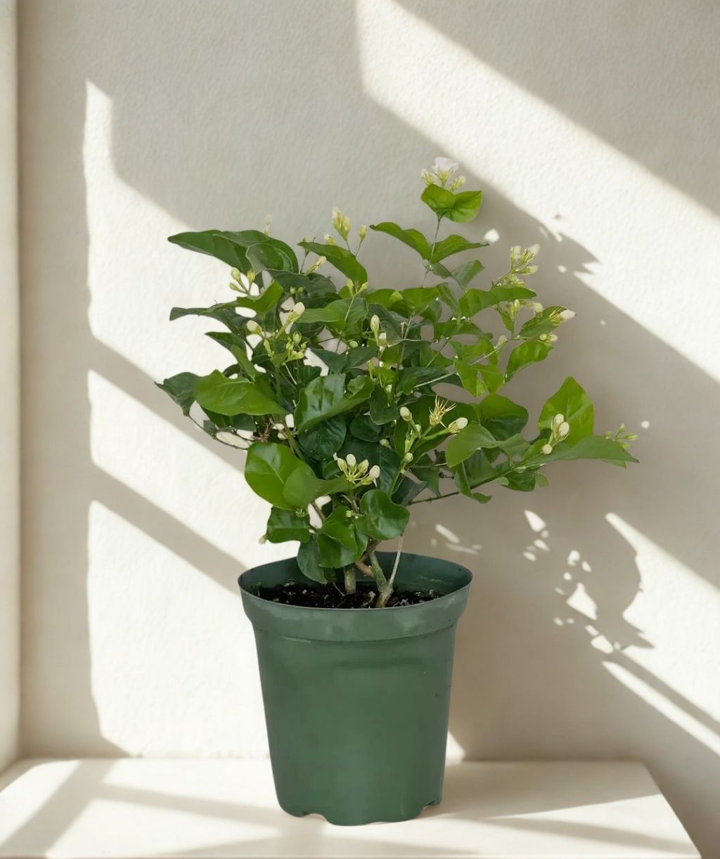 4 In Jasmine