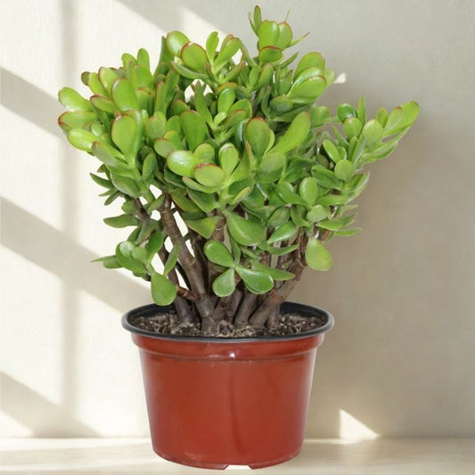 8 in Jade