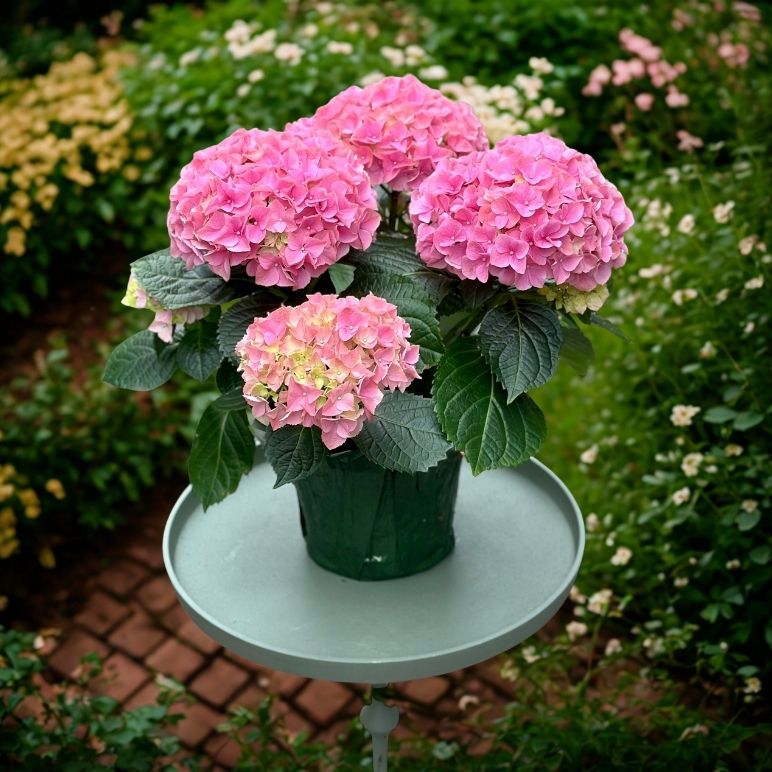 6 in Hydrangea