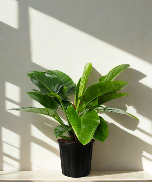 10 in Philodendron Congo Green