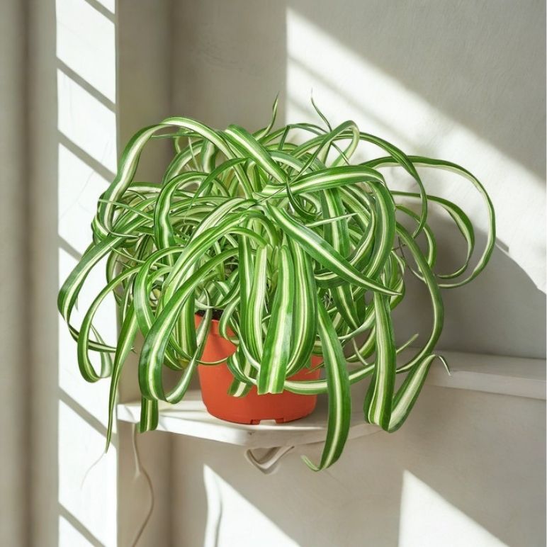 6 in Spider Plant