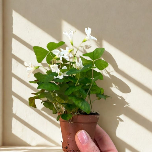 2 In Shamrock/Oxalis
