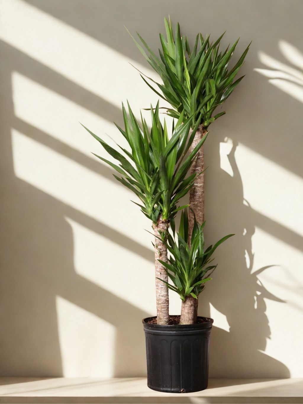 12 In Yucca cane 4/3/2