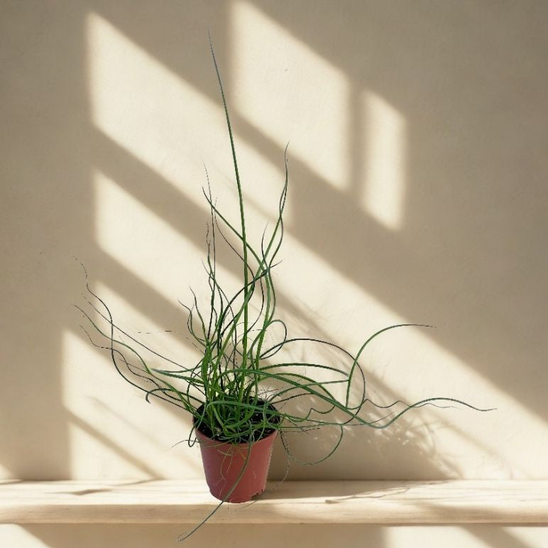 2 in Juncus Spiralis