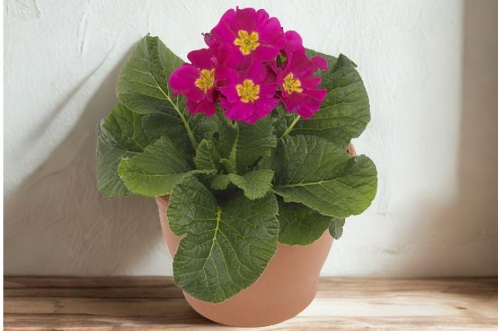 6 in Primula