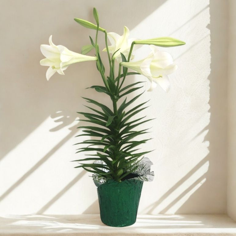 6 in Easter Lily