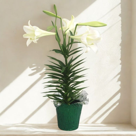 6 in Easter Lily