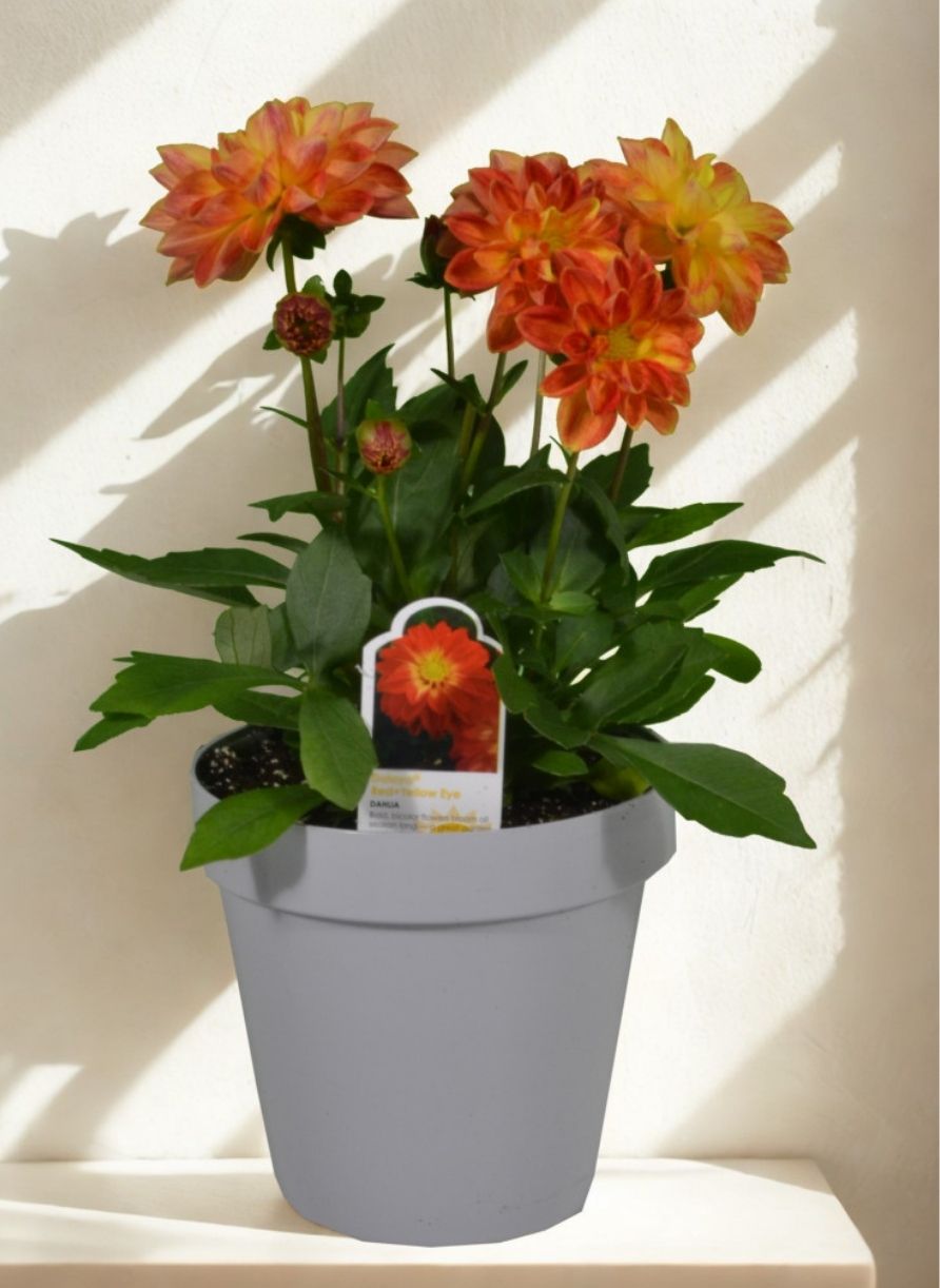 6 in Dahlia Assorted