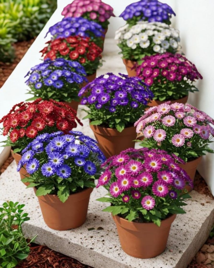 6 in Cineraria