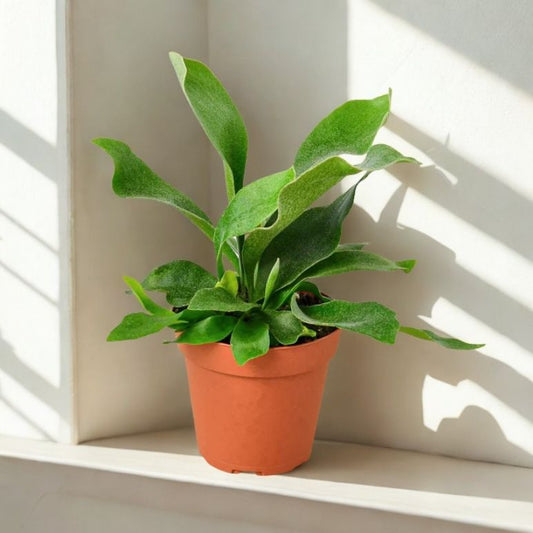 4 in Staghorn Fern