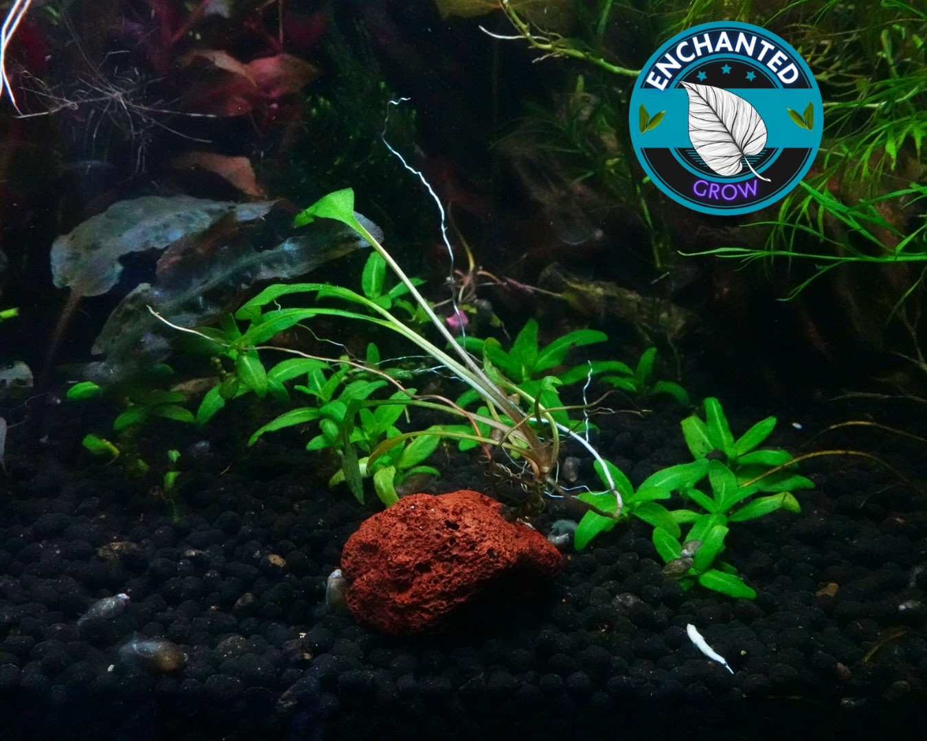 Medium Cryptocoryne Attached onto a Rock