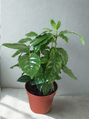 4 in Coffee Plant (Coffea arabica)