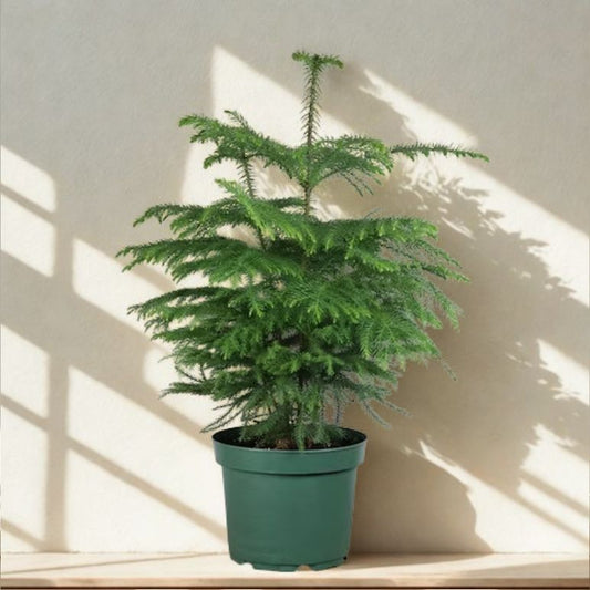 8 In Norfolk Island Pine