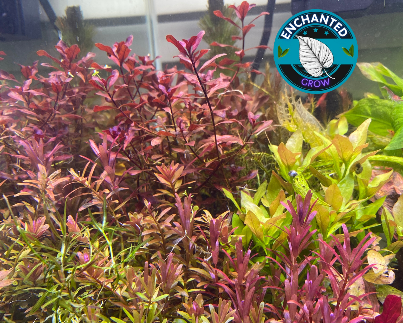 4 species Live Beginner Aquarium Plants Starter Pack (Bundle Package) Freshwater