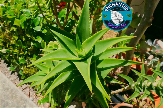 Climbing Aloe (Aloe Ciliaris) Easy Succulent Plant for Arrangements